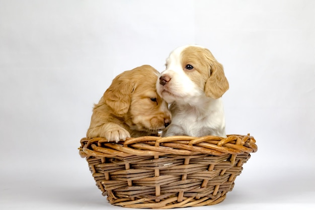Hond in het mandje.