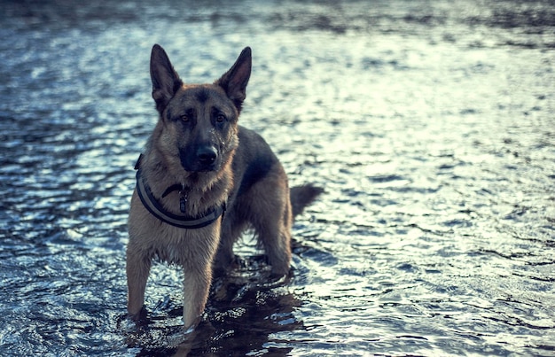 Foto hond in het meer