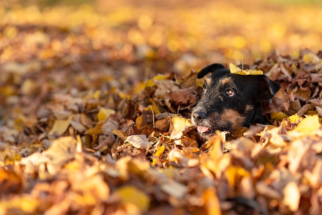 Foto hond in het midden van de herfst bladeren buiten