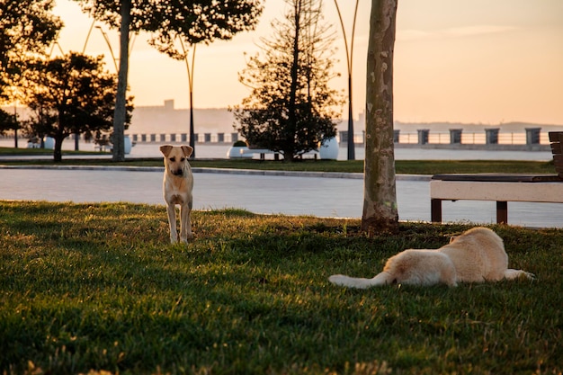 hond in het park