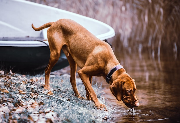 Foto hond in het water.