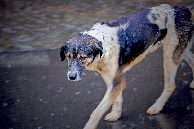 Hond in het water.