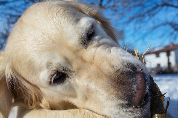 Hond in het winterbos