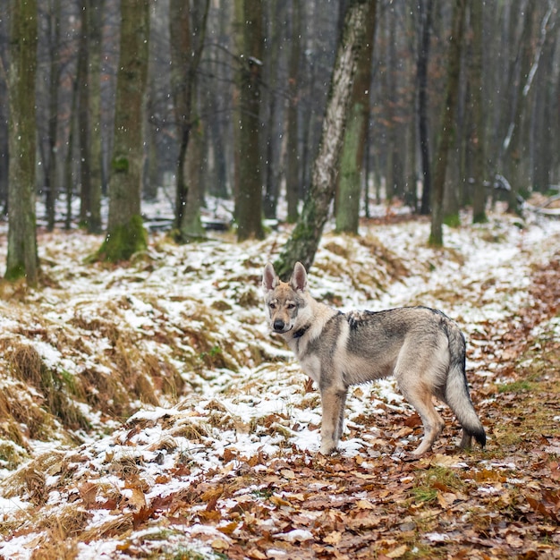 Hond in het winterbos