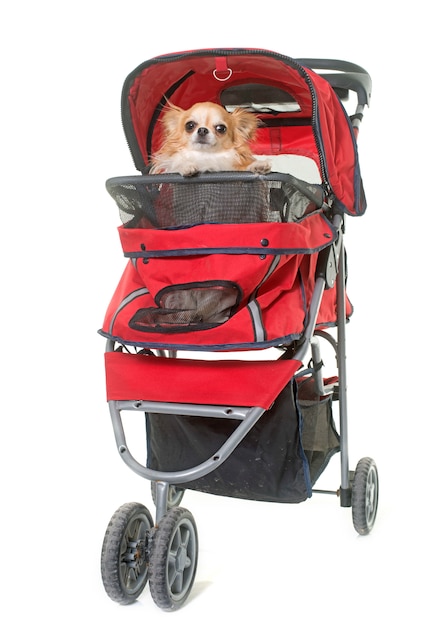 hond in kinderwagen