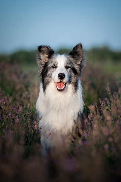 Hond in lavendelbloemen Lief huisdier Hond op een lavendelveld Border Collie-hond