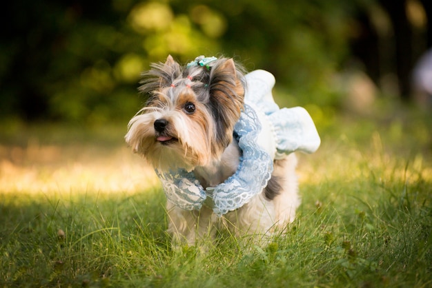 Hond in stijlvolle kleding.