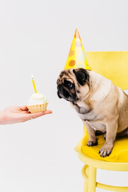 Foto hond in verjaardag hoed zittend op een stoel en kijken naar cake