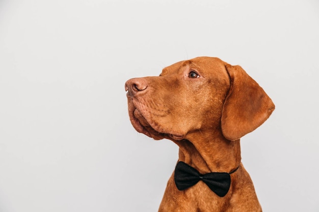 Hond in vlinderdas als een heer