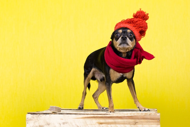 Foto hond in winterkleren