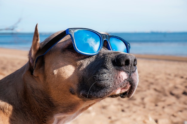 Hond in zonnebril op het strand.