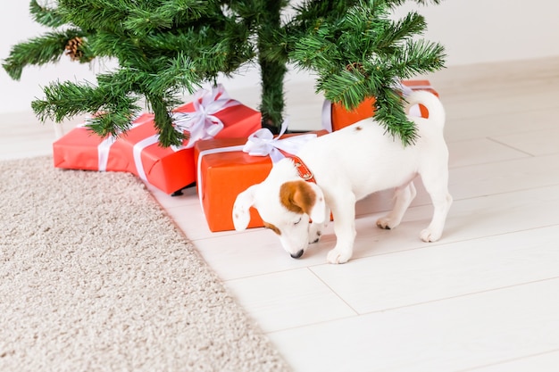 Hond jack russel onder een kerstboom met cadeaus en kaarsen om Kerstmis te vieren