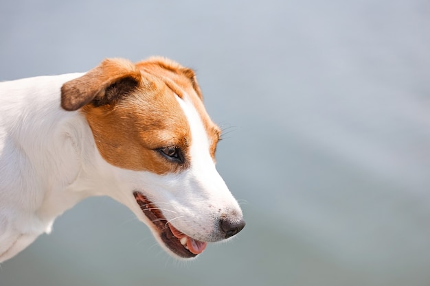 Hond Jack Russell Terrier close-up