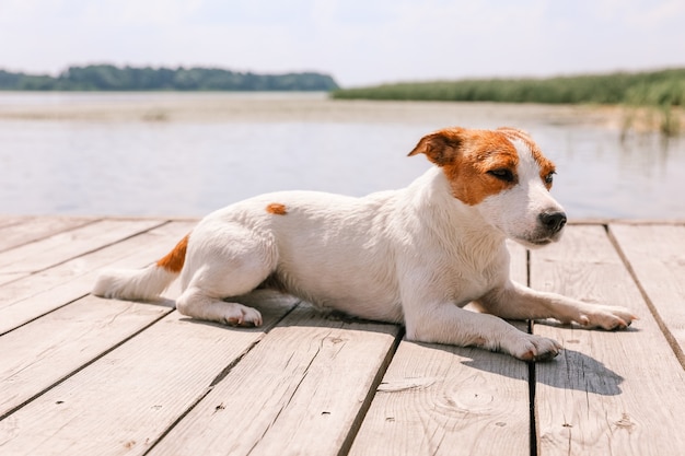 Hond Jack Russell Terrier close-up