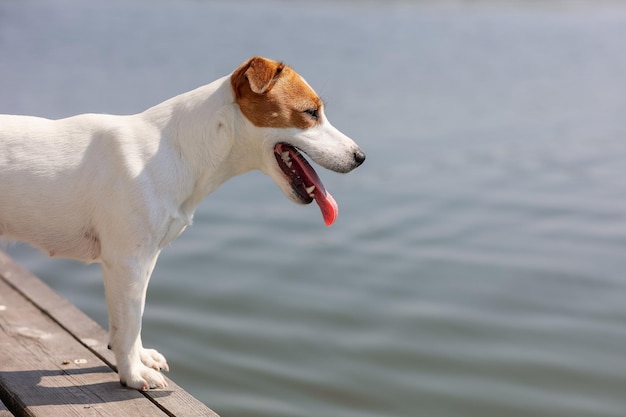 Hond Jack Russell Terrier close-up