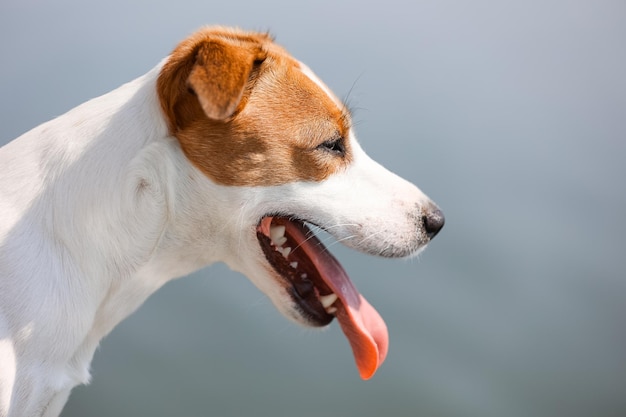 Hond Jack Russell Terrier close-up