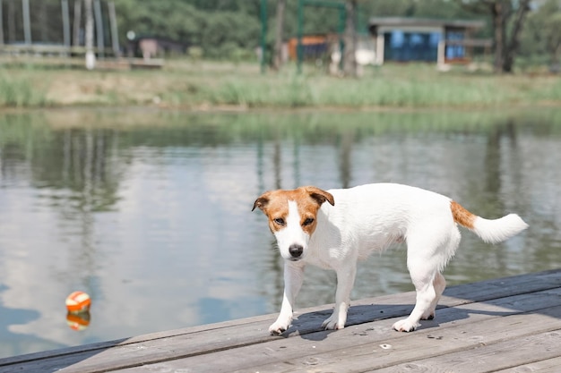 Hond Jack Russell Terrier close-up