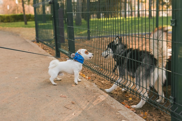 Hond jack russell terrier en husky grappig samen buiten spelen in hondenspeeltuin op zonnige lentedag