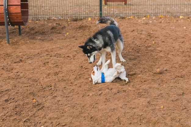 Hond jack russell terrier en husky grappig samen buiten spelen in hondenspeeltuin op zonnige lentedag