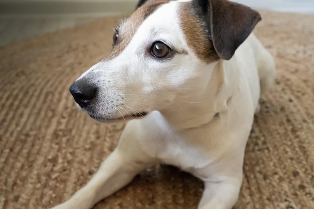Hond Jack Russell-terriër Leuke volbloed hond Dierlijke thema's