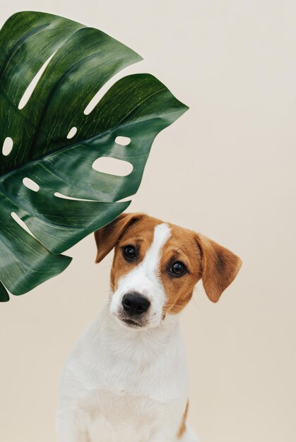 Hond Jack Russell Terrier met een groen blad zit op een beige achtergrond Grappige puppy kijkt naar een blad