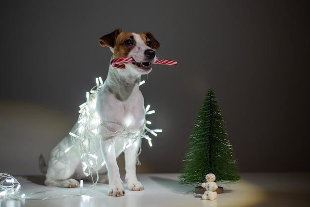 Hond jack russell terrier met een kerstrietsuikergoed in zijn mout