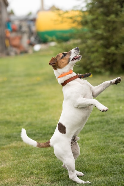 hond jack russell terrier staat op twee poten op groen gras