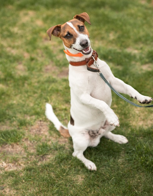 hond jack russell terrier staat op twee poten op groen gras