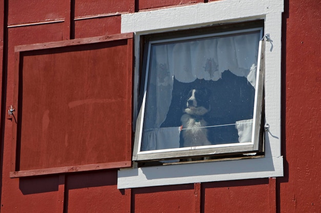 Hond kijkt door het raam naar buiten