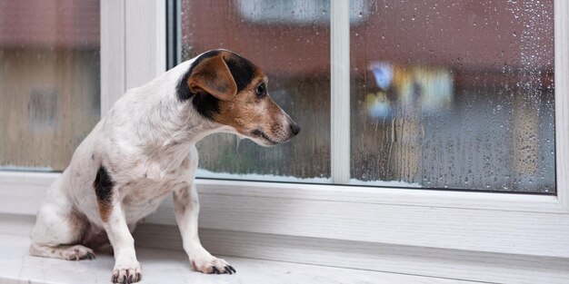 Foto hond kijkt door het raam.