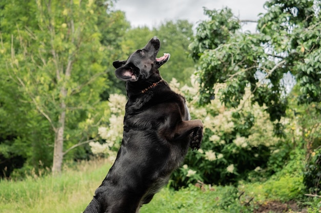 Foto hond kijkt naar de camera