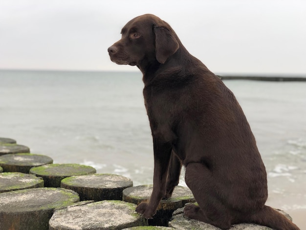 Foto hond kijkt naar de kust