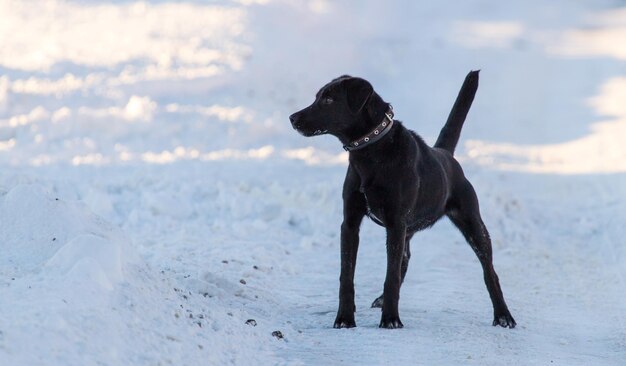 Foto hond kijkt naar de kust