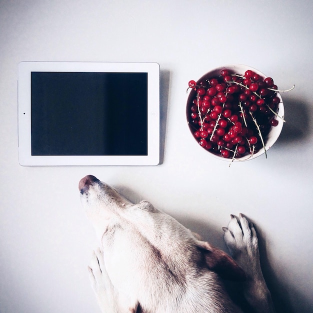 Foto hond kijkt naar tablet op tafel