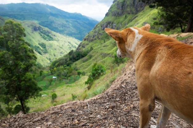 Hond kijkt naar uitzicht vanaf Ella Rock in Sri Lanka