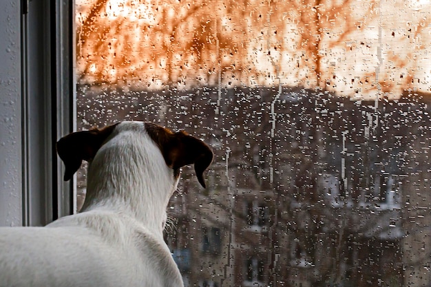 Hond kijkt uit het raam in de regen