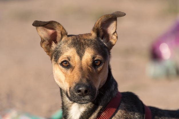 hond kijkt uit naar een prachtig zonsondergangconcept van dierenadoptie dierenbescherming