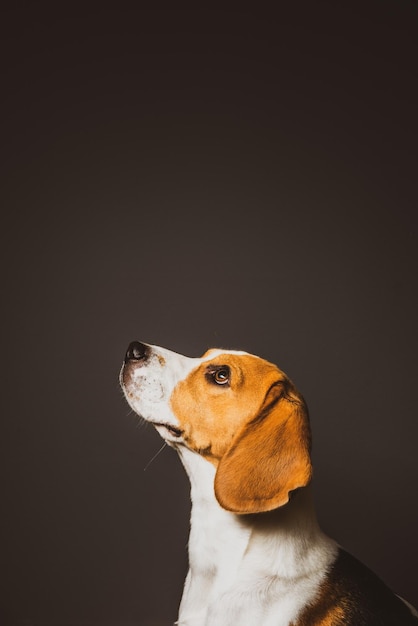 Hond kijkt weg tegen een zwarte achtergrond