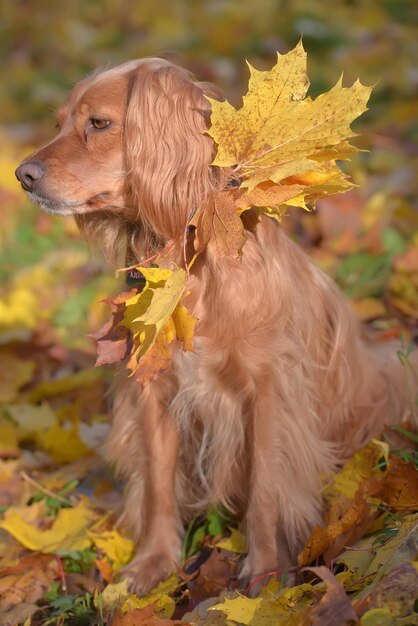 Foto hond kijkt weg terwijl hij in de herfst op het veld staat