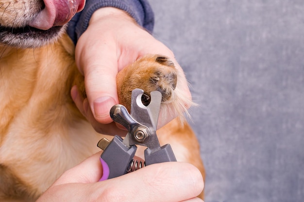 Hond klauw trimmen close-up op grijze achtergrond