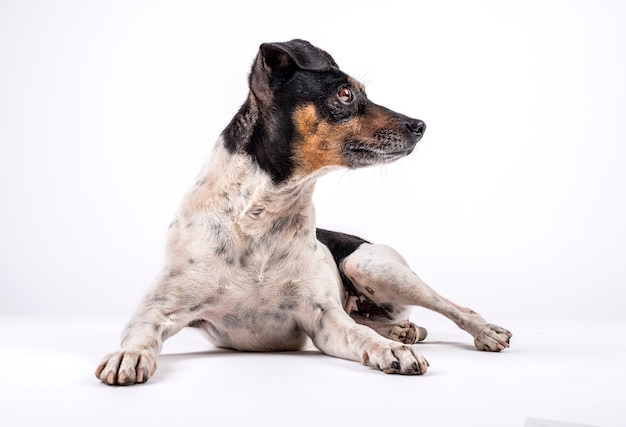 hond kruidenier zitten en zijwaarts op een witte achtergrond