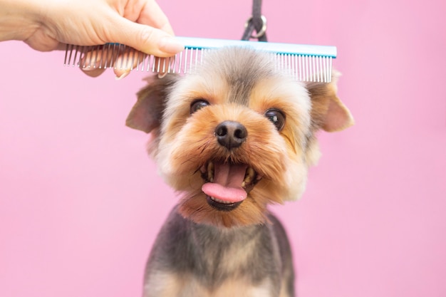 Hond laat haar knippen bij Pet Spa Grooming Salon.