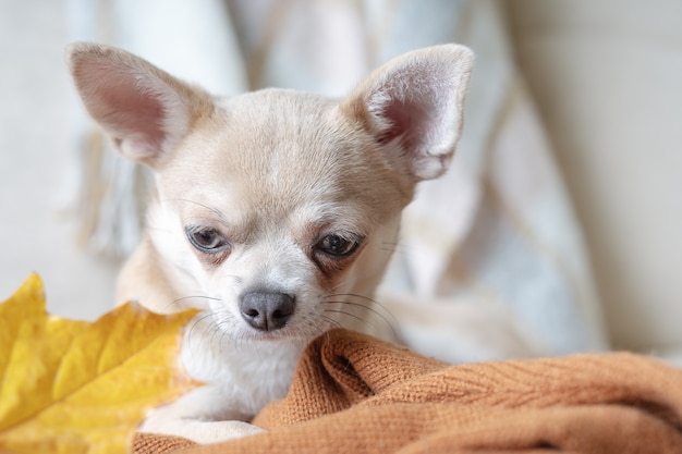 Hond liggend op een plaid met esdoorn gevallen bladeren puppy chihuahua verwarmt onder een deken in de koude herfst