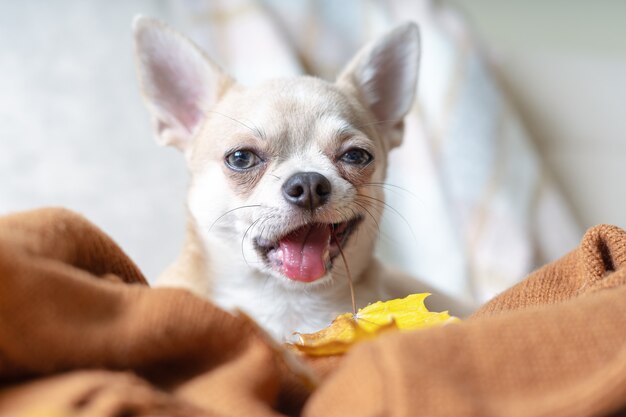 Hond liggend op een plaid met esdoorn gevallen bladeren puppy chihuahua verwarmt onder een deken in de koude herfst