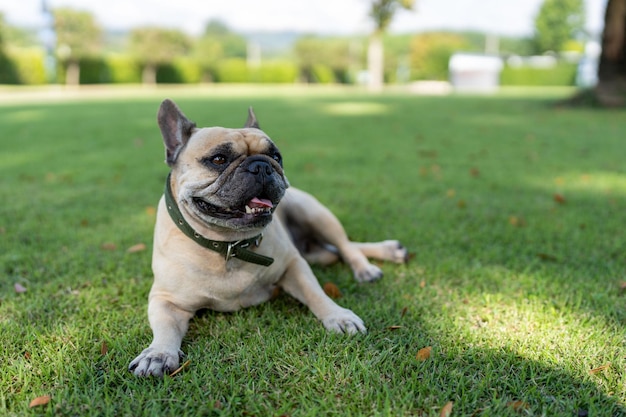 Hond liggend op grasveld buiten.