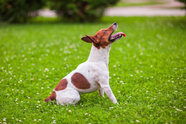 Hond liggend op het gazon, Jack Russell Terrier