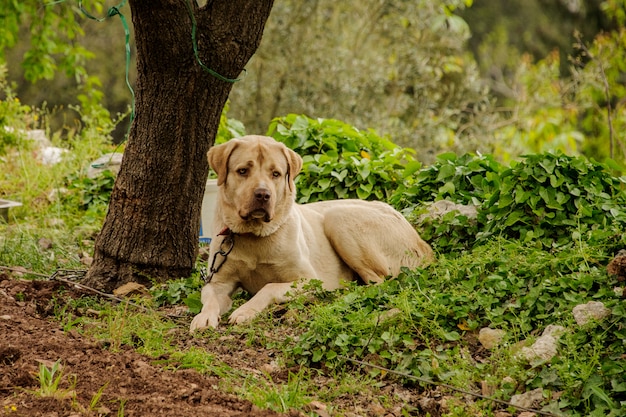 Hond ligt op de grond in het bos