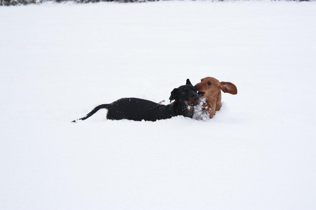 Hond ligt op sneeuw bedekt land