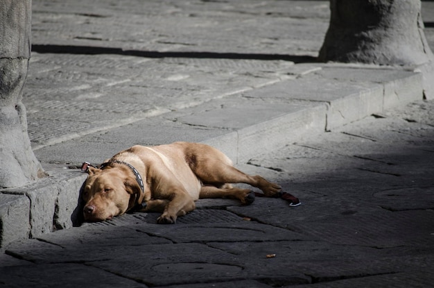 Foto hond ligt op straat.