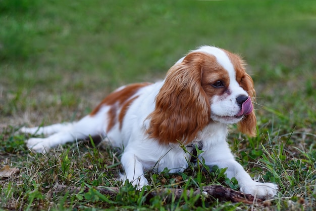 hond likt zijn lippen